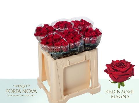 Rosa grootbloemig Red Naomi!