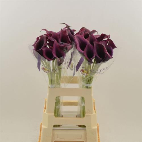 Zantedeschia 'Dior'