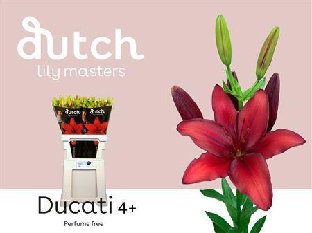 Lilium (Asiatic Grp) 'Ducati'