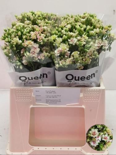 Kalanchoe overig