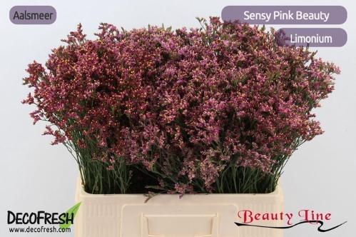 Limonium sinensis Sensy Pink Beauty