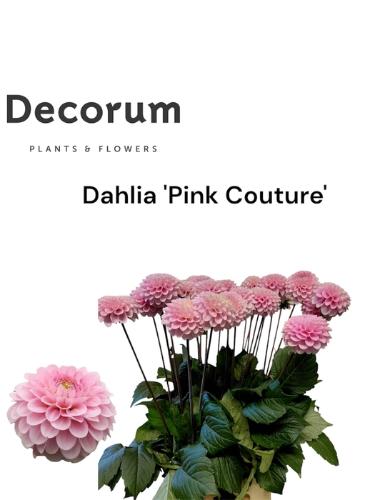 Dahlia overig