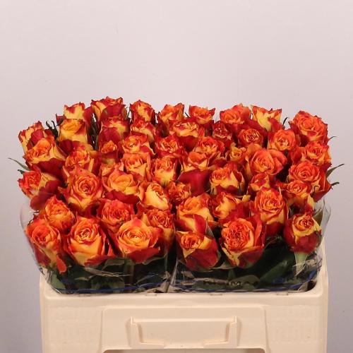 Rosa grootbloemig Silantoi