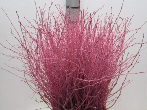 Betula kleurbehandeld H%