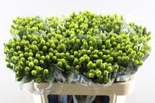 Hypericum Coco Bamboo