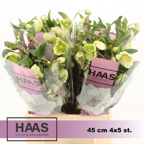 Helleborus 'Winterbells'