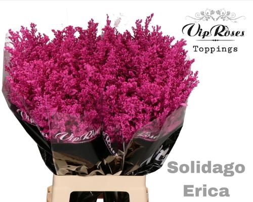 Solidago kleurbehandeld H%