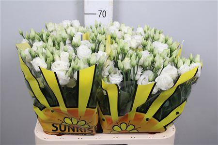 Eustoma russellianum gevuldbloemig 'Rosita White'