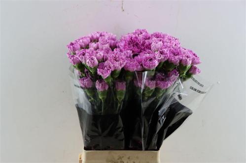 Dianthus standaard 'Yukari Scuro'