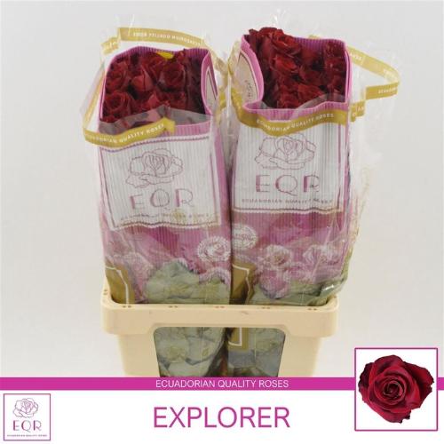 Rosa grootbloemig Explorer