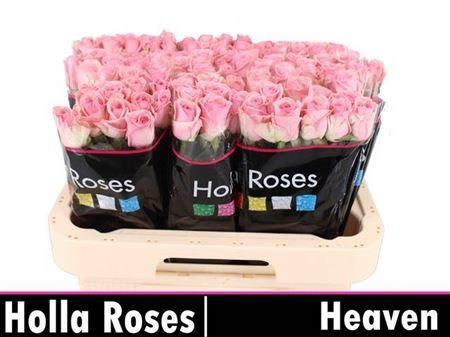 Rosa grootbloemig Heaven!