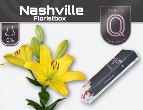 Lilium Longiflorum x Aziatische Grp 'Nashville'