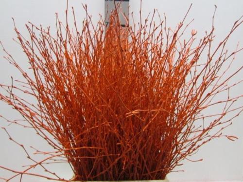 Betula kleurbehandeld H%