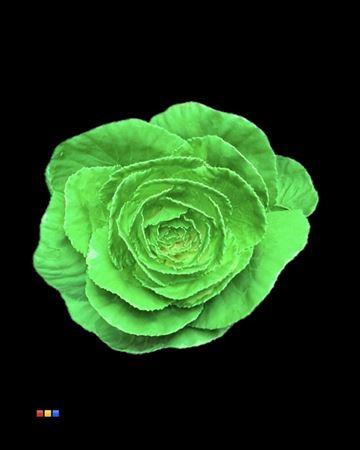 Brassica oleracea kleurbehandeld H%