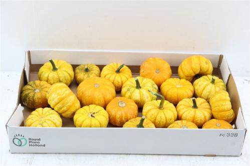 Cucurbita pepo