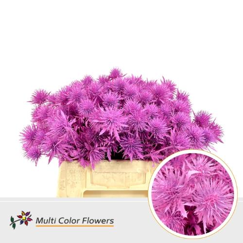 Eryngium alpinum kleurbehandeld H%