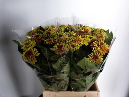 Zinnia elegans 'Queen Red Lime'