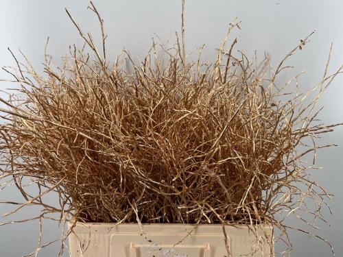 Vaccinium kleurbehandeld H%