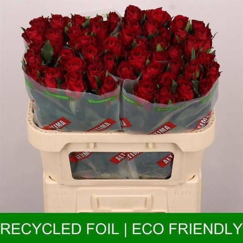 Rosa grootbloemig Madam Red