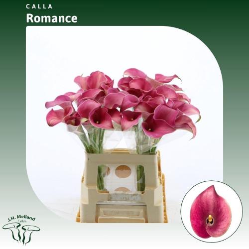 Zantedeschia 'Captain Romance'