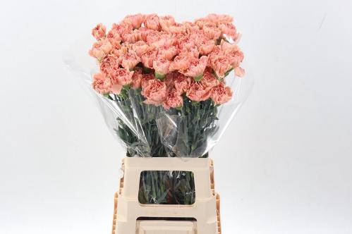 Dianthus standaard Saona+