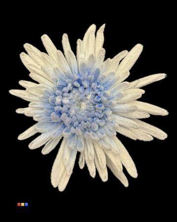 Chrysanthemum geplozen kas kleurbehandeld H%