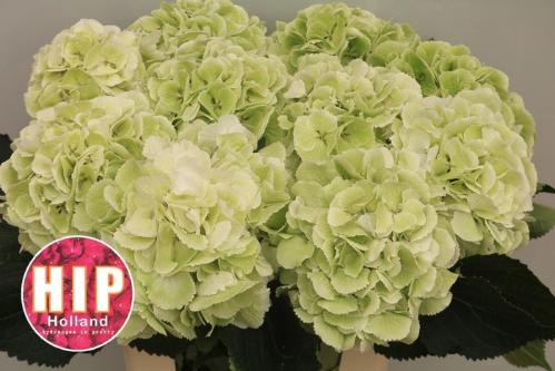 Hydrangea macrophylla 'Schneeball' (classic)
