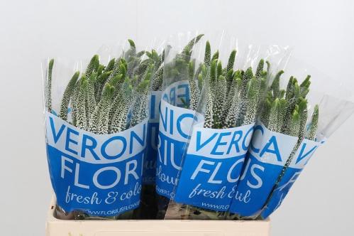 Veronica 'Caya'