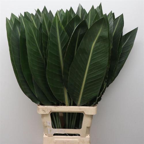 Strelitzia reginae (blad)