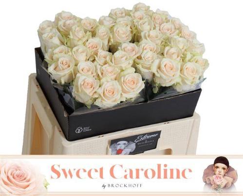 Rosa grootbloemig Sweet Caroline