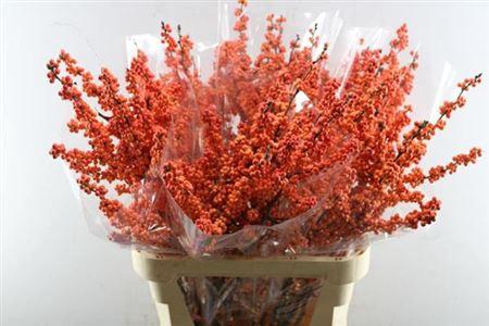 Ilex verticillata 'Winter Gold'