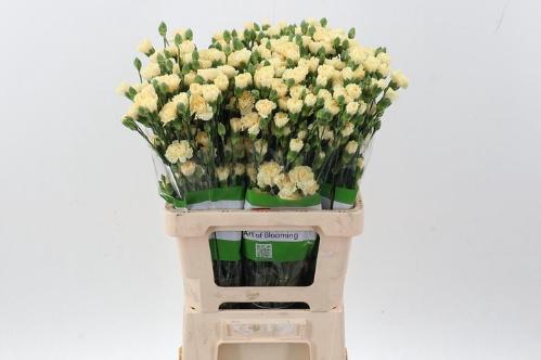 Dianthus tros 'Creme Intermezzo'