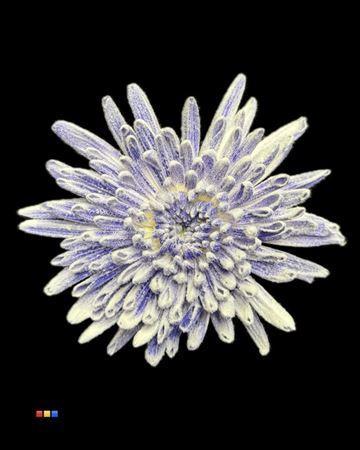 Chrysanthemum geplozen kas kleurbehandeld H%