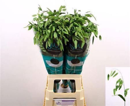Chasmanthium latifolium 'Mantis'
