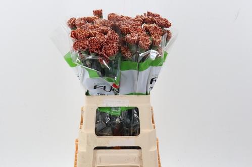 Dianthus standaard kleurbehandeld H%