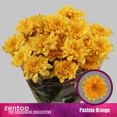 Chrysanthemum (Indicum Grp) tros Pastela Orange