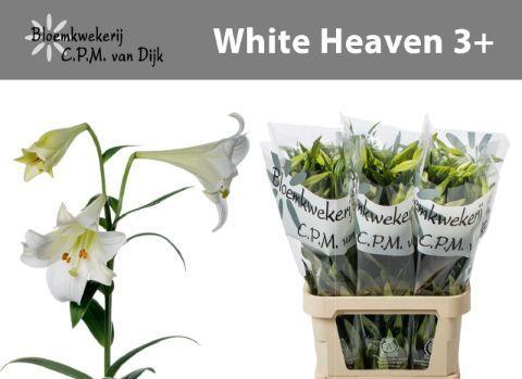 Lilium longiflorum 'White Heaven'