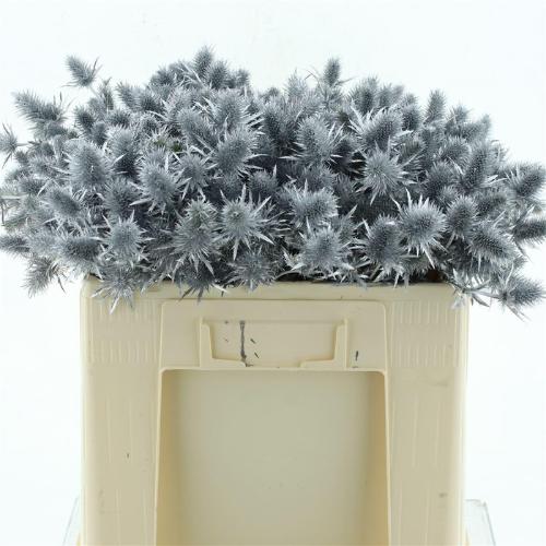 Eryngium alpinum kleurbehandeld H%