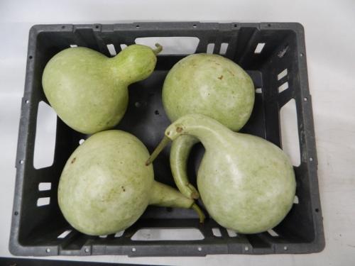 Cucurbita