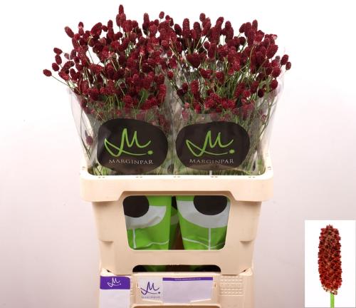 Sanguisorba officinalis 'Red Dream'