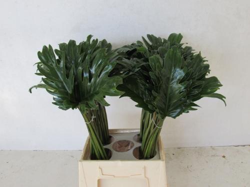 Philodendron 'Xanadu'