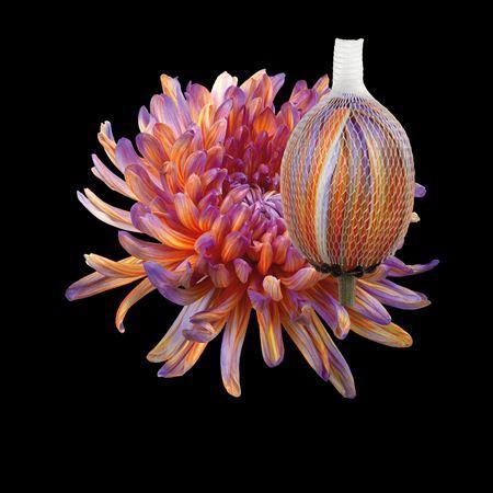 Chrysanthemum (Indicum Grp) geplozen Antonov kleurbehandeld H%