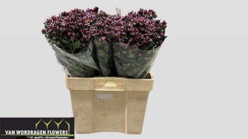 Chrysanthemum (Indicum Grp) tros Bolte