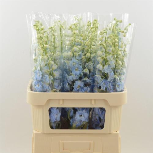 Delphinium Elatum Grp dubbelbloemig 'Dewi Boy'