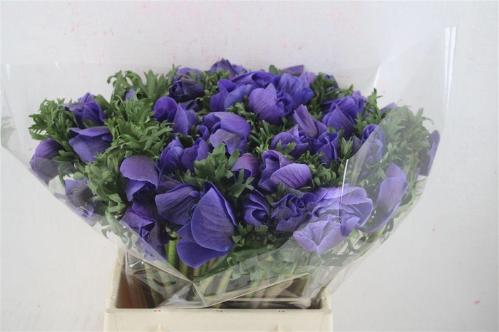Anemone coronaria 'Mistral Plus Dark Blue'