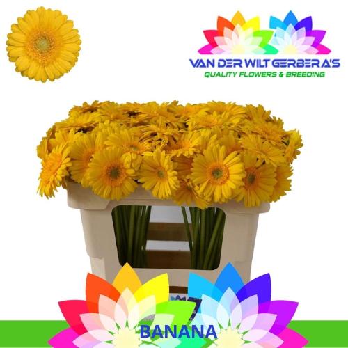 Gerbera mini Banana