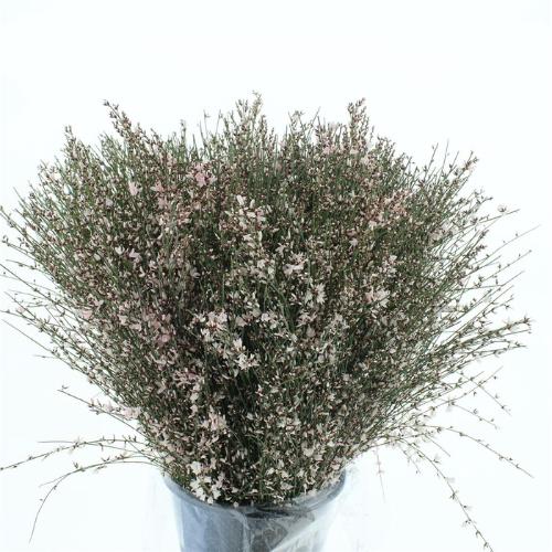 Genista kleurbehandeld H%