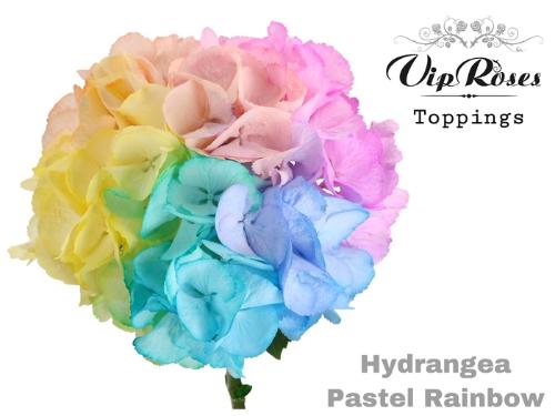 Hydrangea overig kleurbehandeld H%