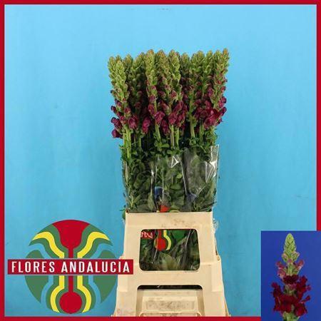 Antirrhinum majus 'Potomac Red'