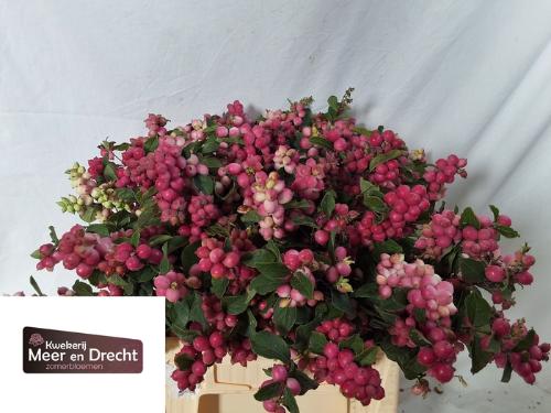 Symphoricarpos (Pink Berry Grp) Magical Ruby Giant